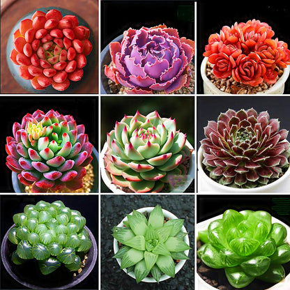Jade Dew & Money String Succulent Collection