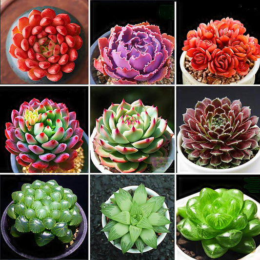 Jade Dew & Money String Succulent Collection