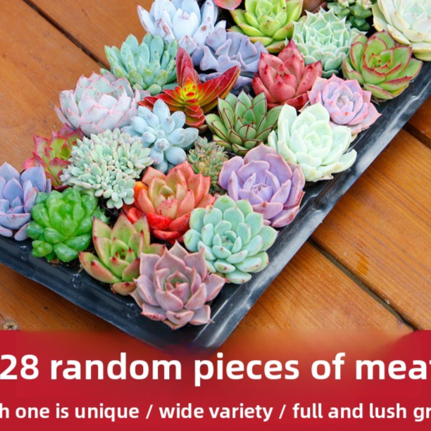 Succulent plants