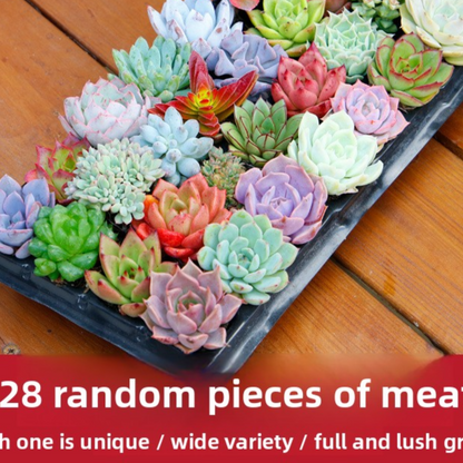 Succulent plants