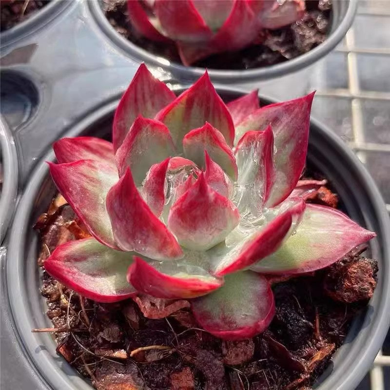 Rare Cylindrical Succulent Cactus