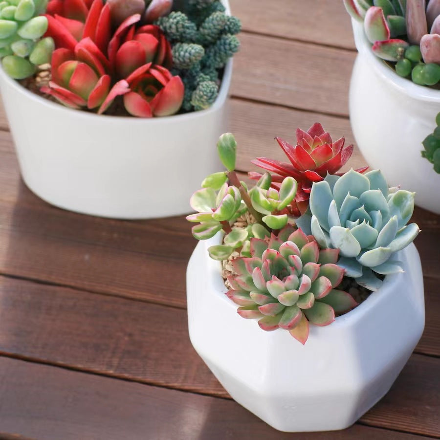Succulent Potted Plants Set