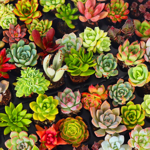 Succulent plants
