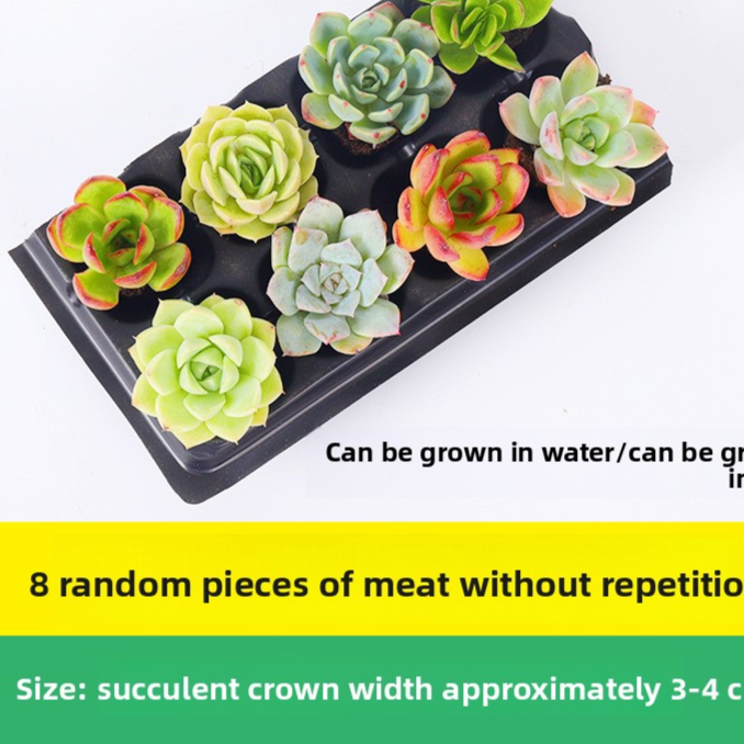 Succulent plants