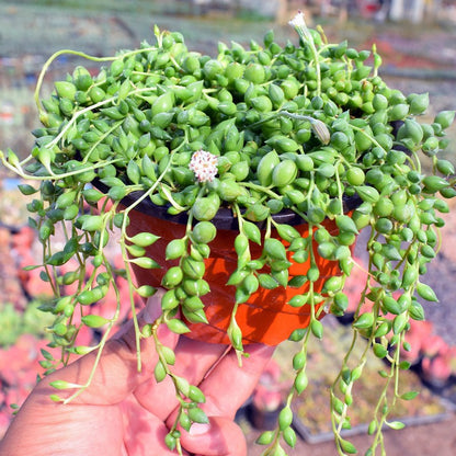 Succulent Plants with Pot and Soil