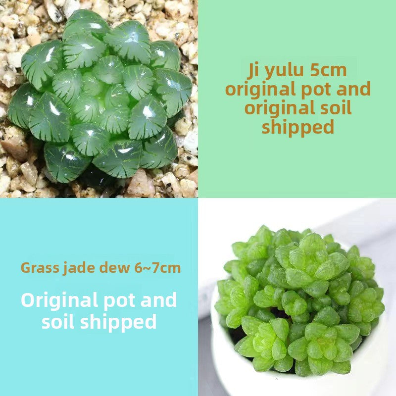 Succulent plants