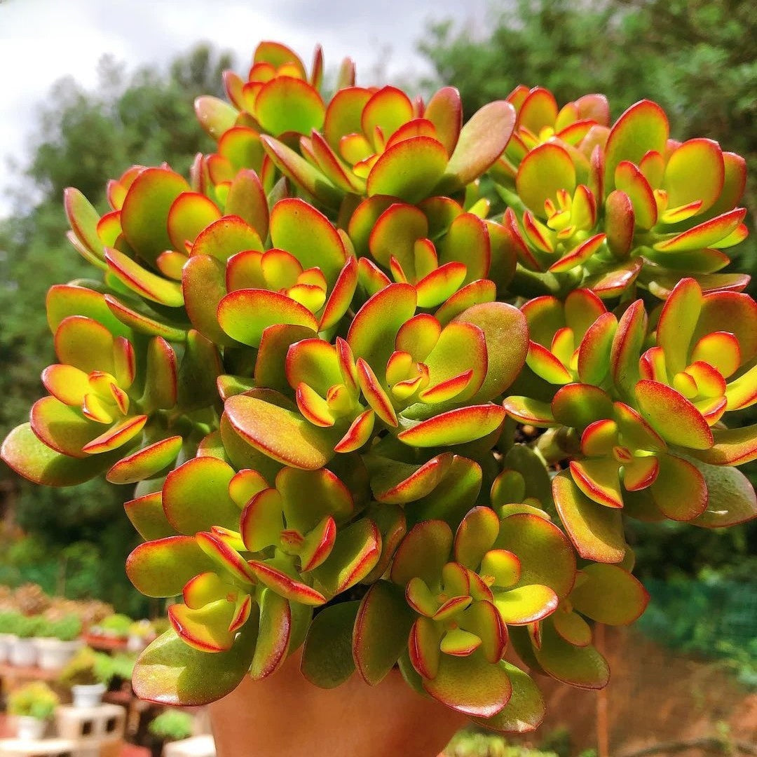 Succulent Potted Plants Set Indoor Decoration