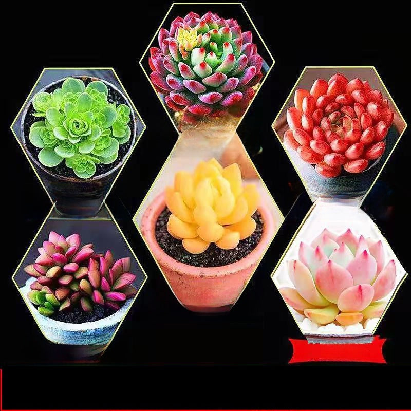 Jade Dew & Money String Succulent Collection