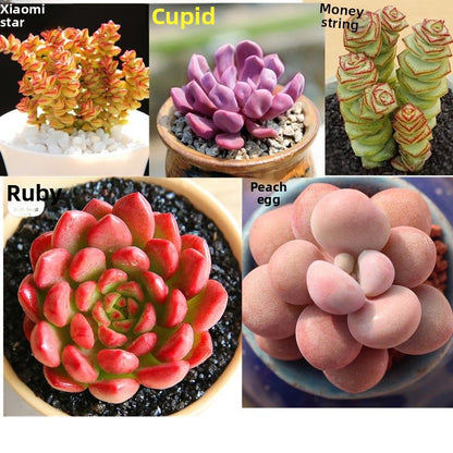 Jade Dew & Money String Succulent Collection