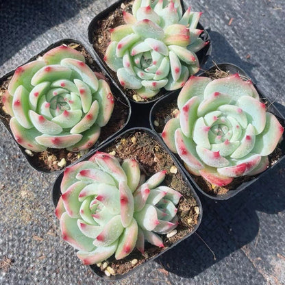 Rainbow Succulent Variety Collection