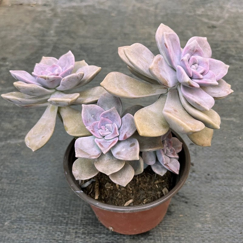 Purple Succulent Cluster Potted Plants for Balcony Decoration