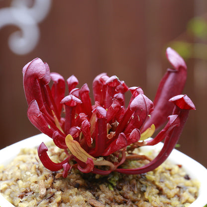Carnivorous Potted Plants with Self Watering Basin