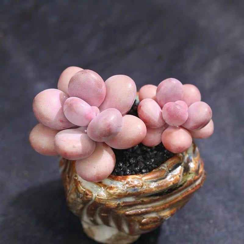 Peach Egg Cluster Succulent
