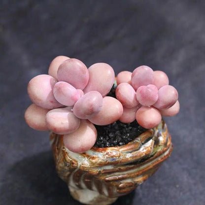 Peach Egg Cluster Succulent