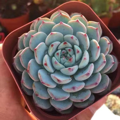 Blue Cluster Succulent Plant (Lan Jilian)