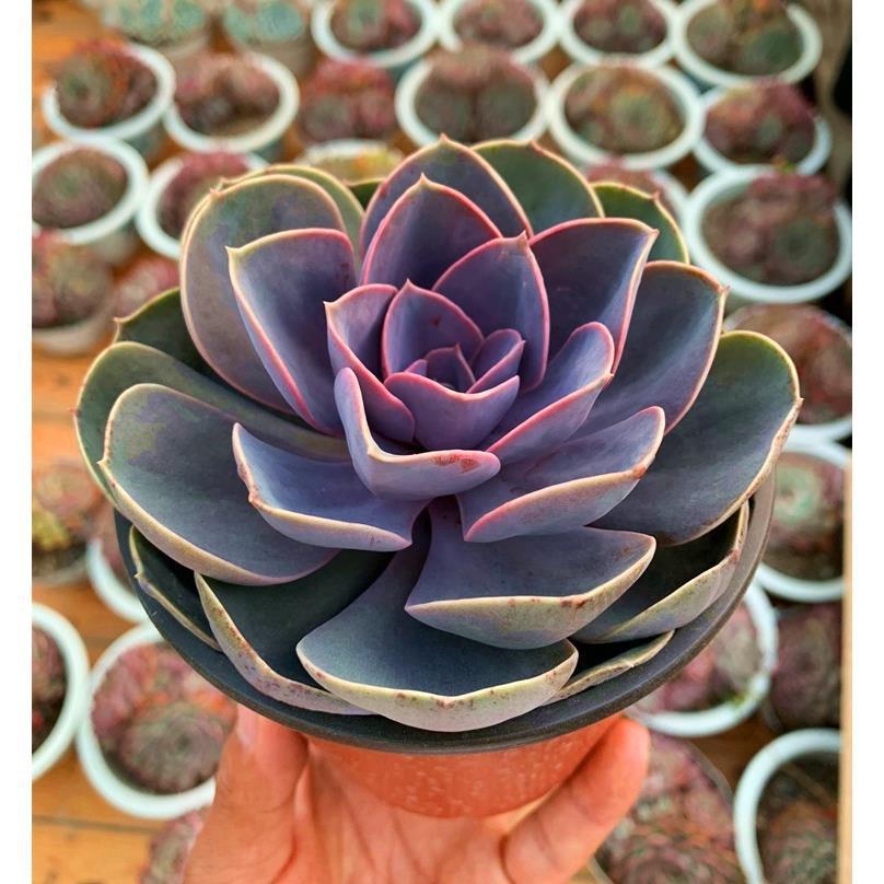 Succulent Potted Plants Set Indoor Decoration