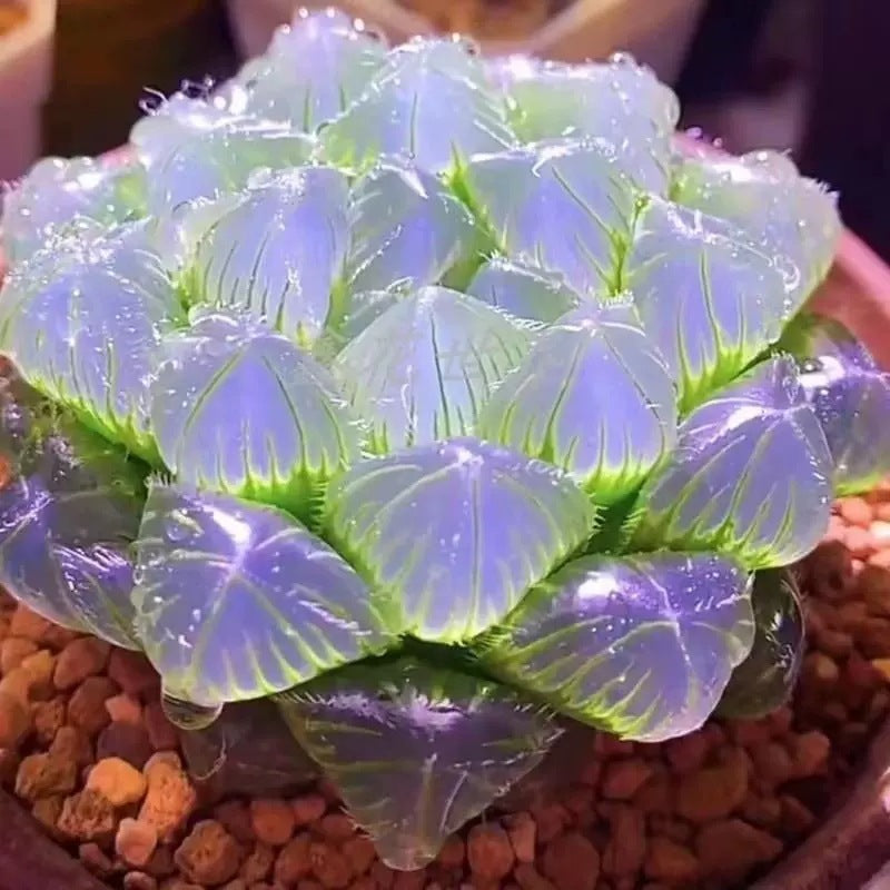 Premium Blue Mirror Jade Succulent Plant in Pot