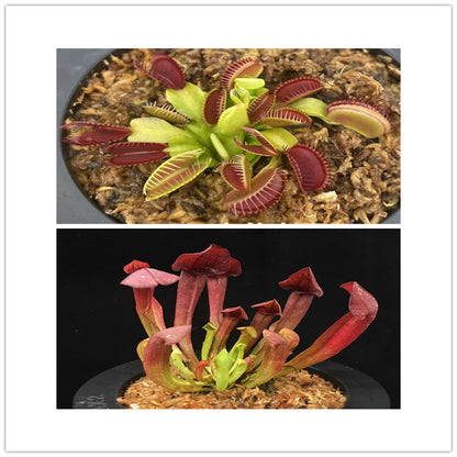 Carnivorous Potted Plants with Self Watering Basin