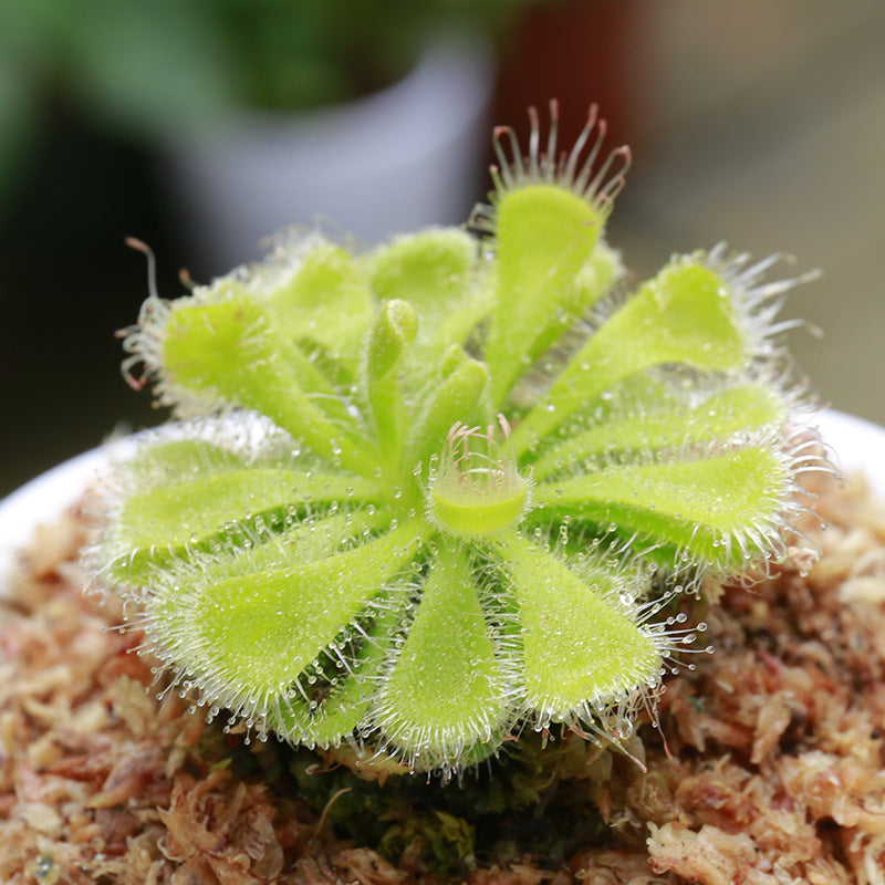 Carnivorous Potted Plants with Self Watering Basin