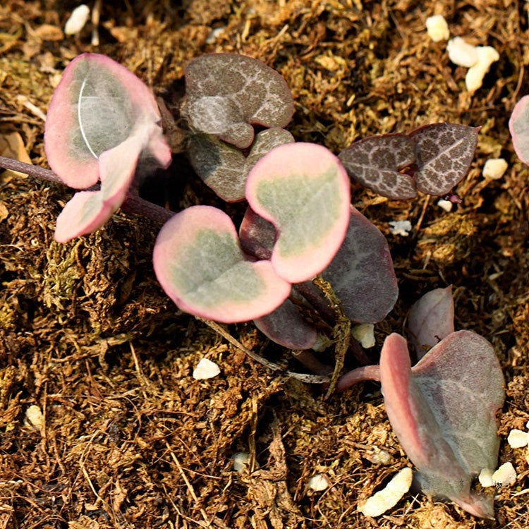 Succulent Plants with Pot and Soil