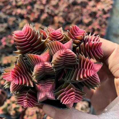 Cluster Succulent Plants in Pot
