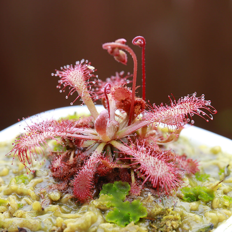 Carnivorous Potted Plants with Self Watering Basin