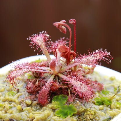 Carnivorous Potted Plants with Self Watering Basin