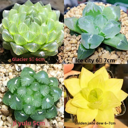 Succulent plants