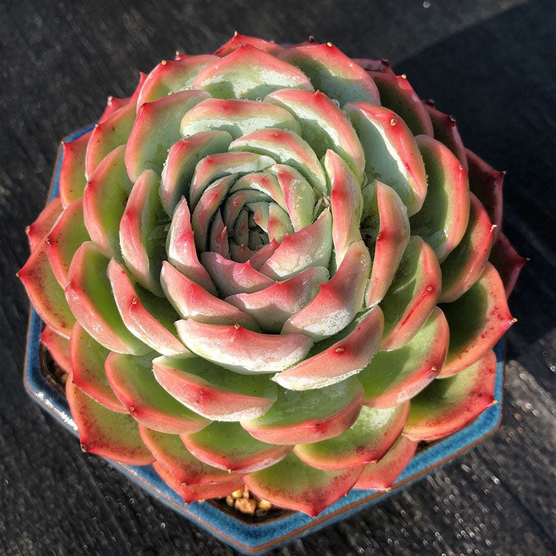 Succulent Potted Plants Set Indoor Decoration