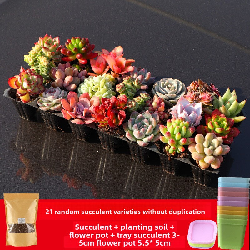 Succulent plants