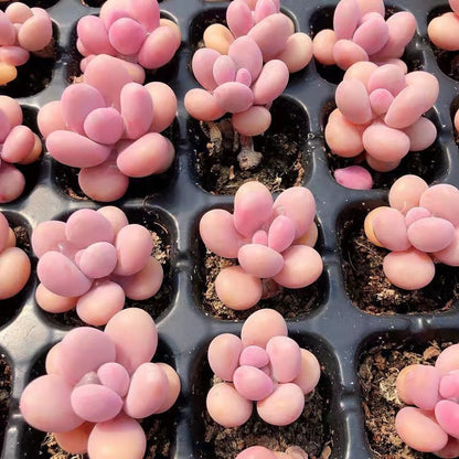 Peach Egg Cluster Succulent