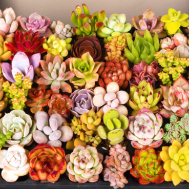 Succulent plants