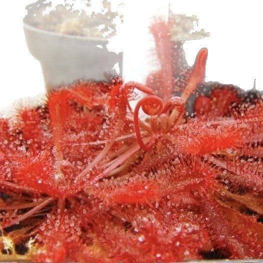 Carnivorous Plants Variety Collection