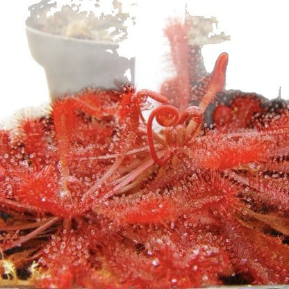 Carnivorous Plants Variety Collection