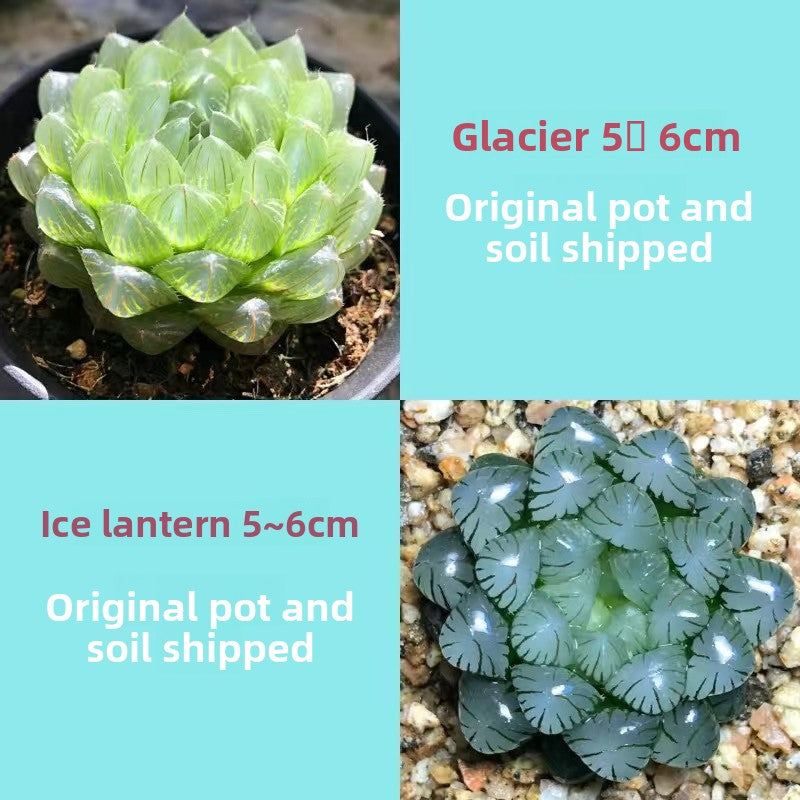 Succulent plants