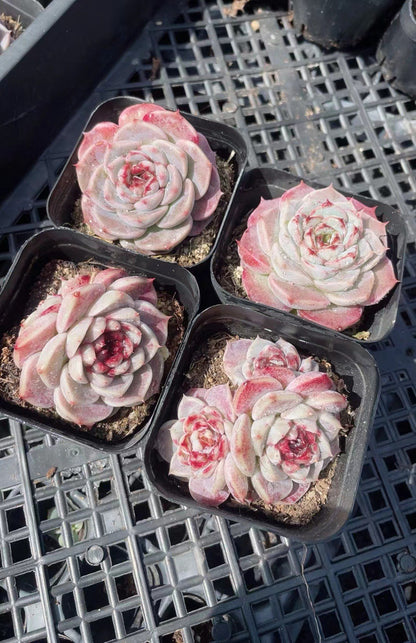 Rainbow Succulent Variety Collection