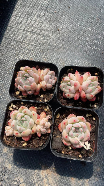 Rainbow Succulent Variety Collection