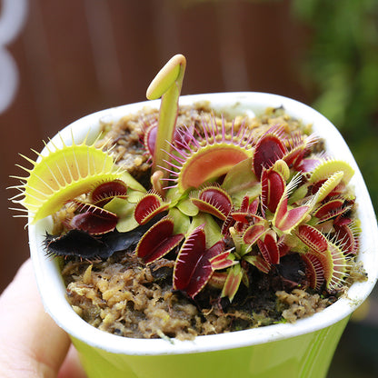 Carnivorous Potted Plants with Self Watering Basin