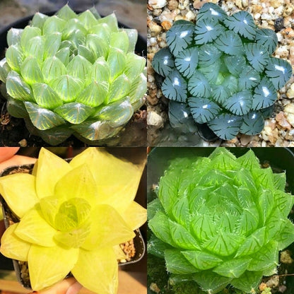 Succulent plants