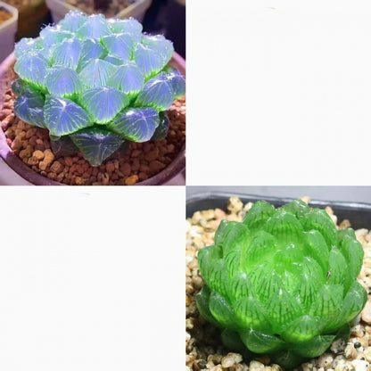 Jade Dew Succulent Variety Pack