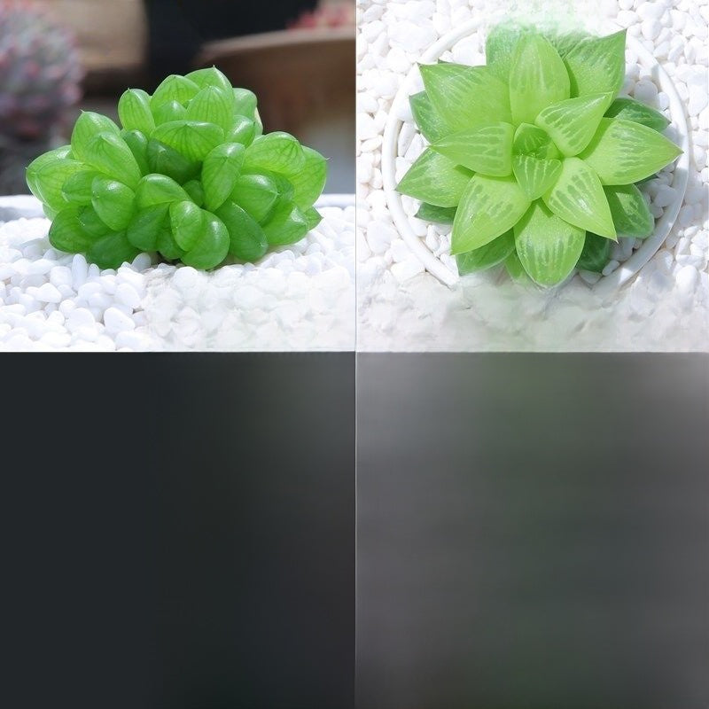 Jade Dew & Money String Succulent Collection