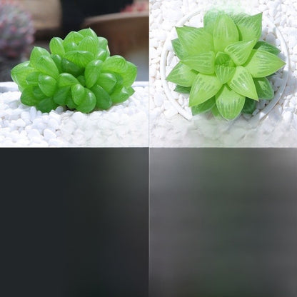 Jade Dew & Money String Succulent Collection