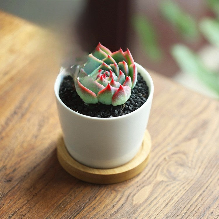 Succulent Plants with Pot and Soil