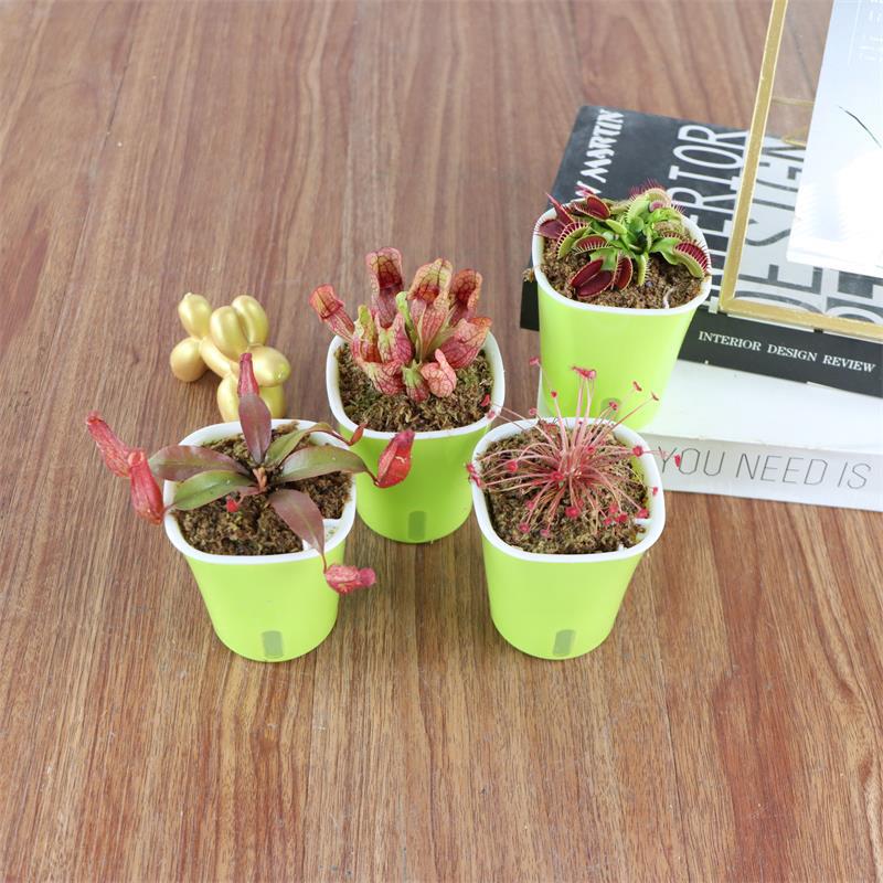 Carnivorous Potted Plants with Self Watering Basin