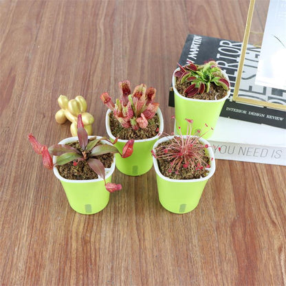Carnivorous Potted Plants with Self Watering Basin