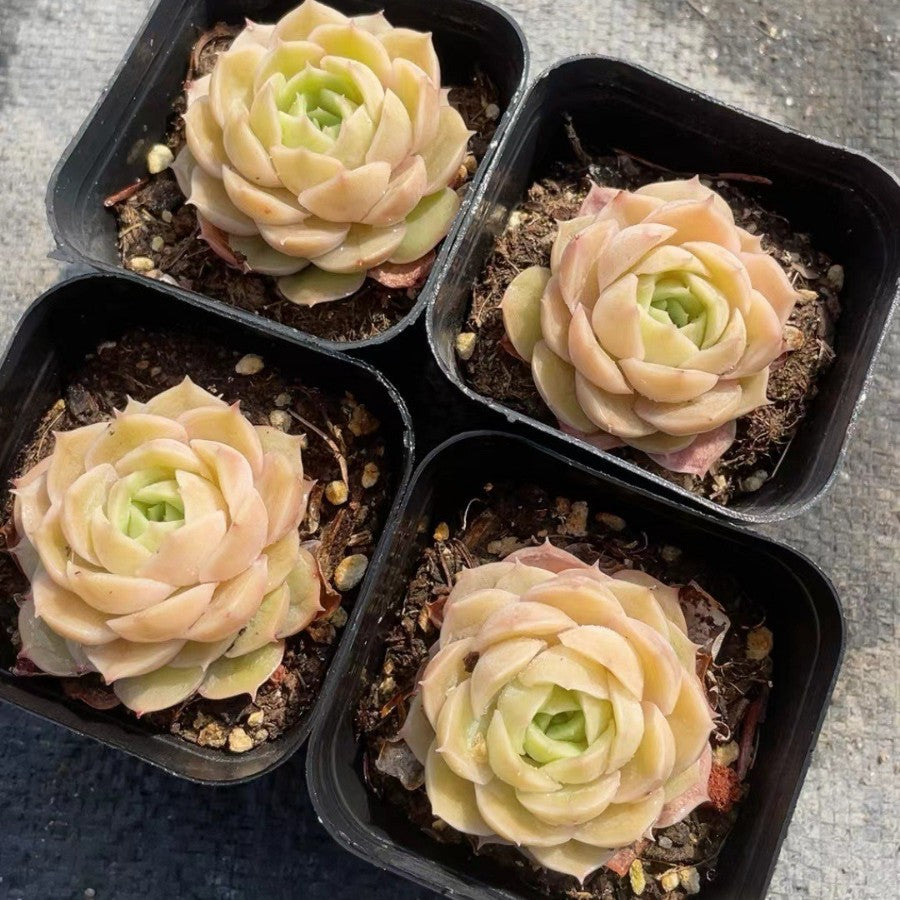 Rainbow Succulent Variety Collection