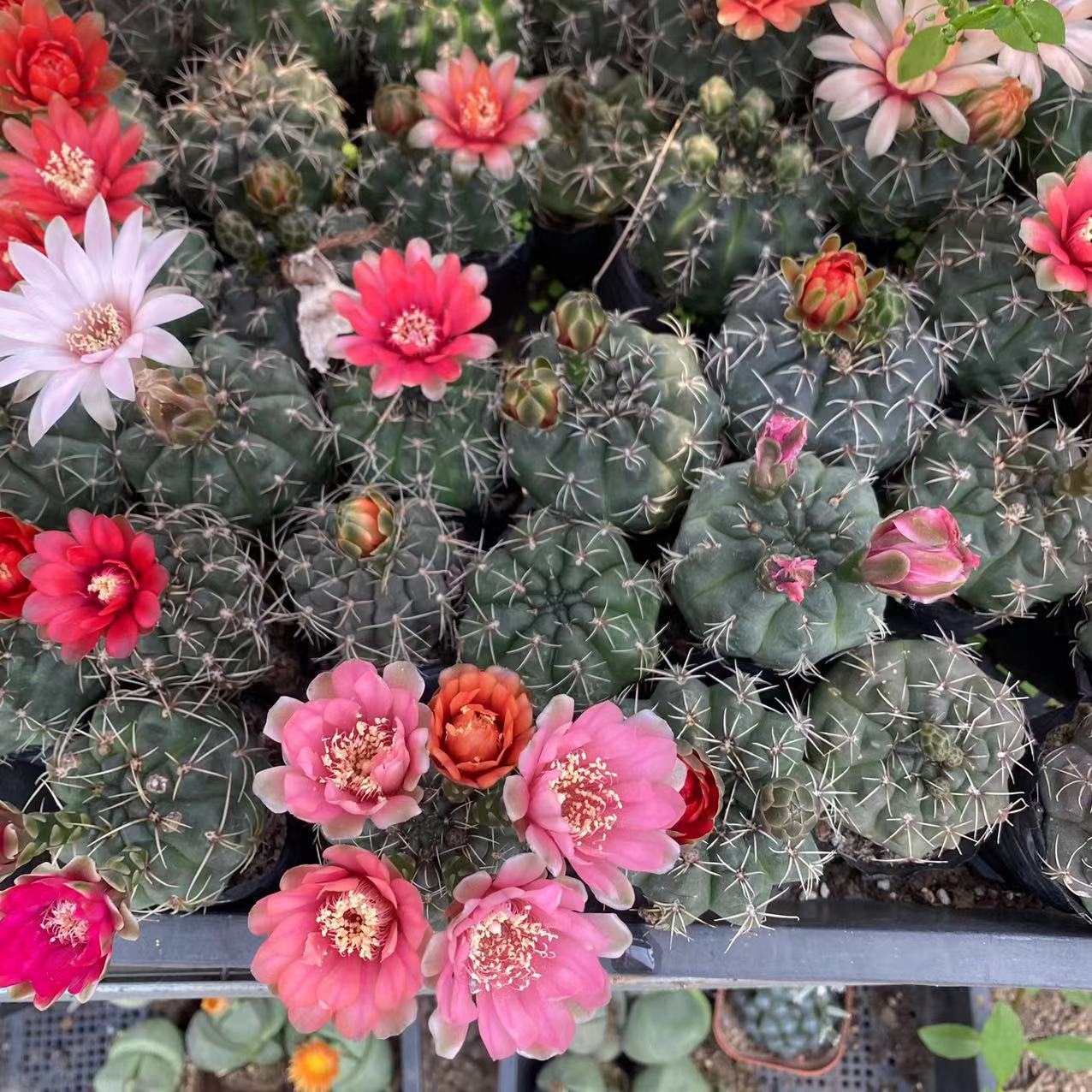 Feihua Jade Bulb Cactus
