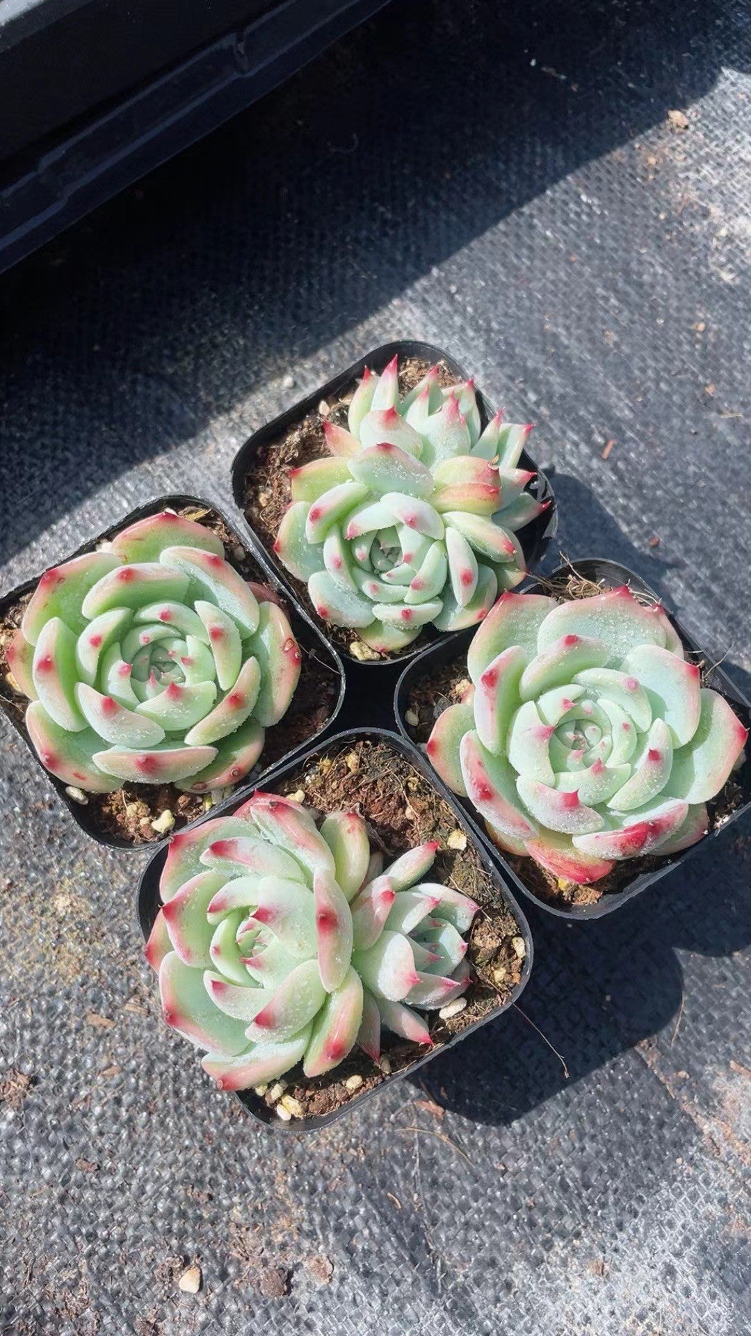 Rainbow Succulent Variety Collection