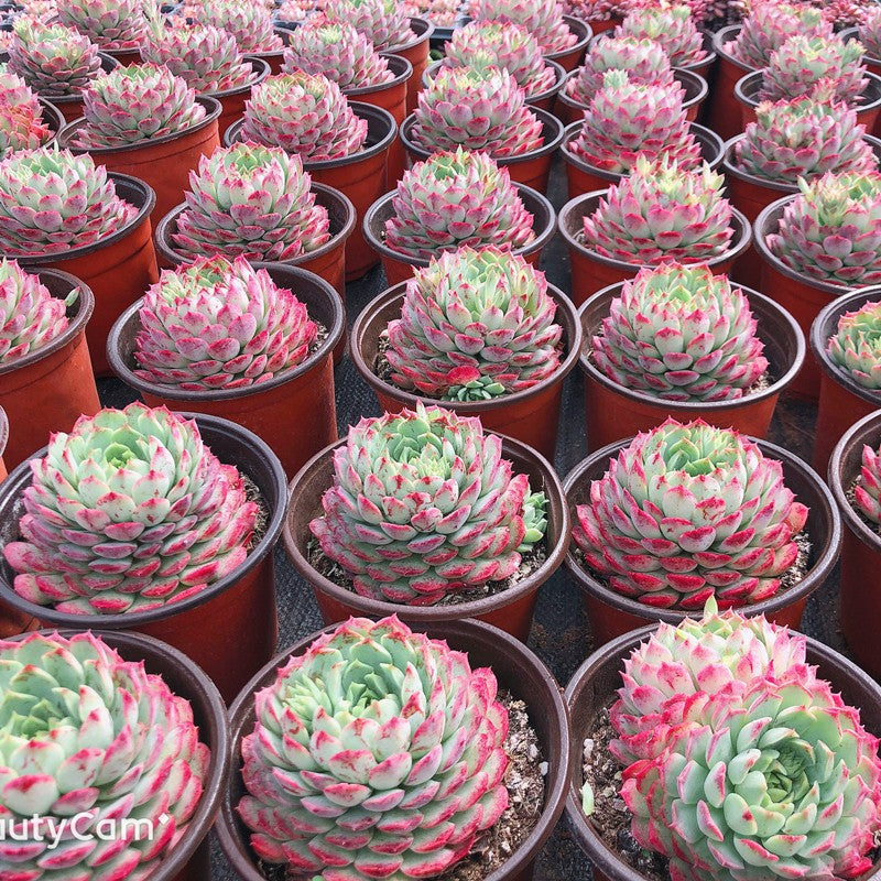 Succulent Potted Plants Set Indoor Decoration