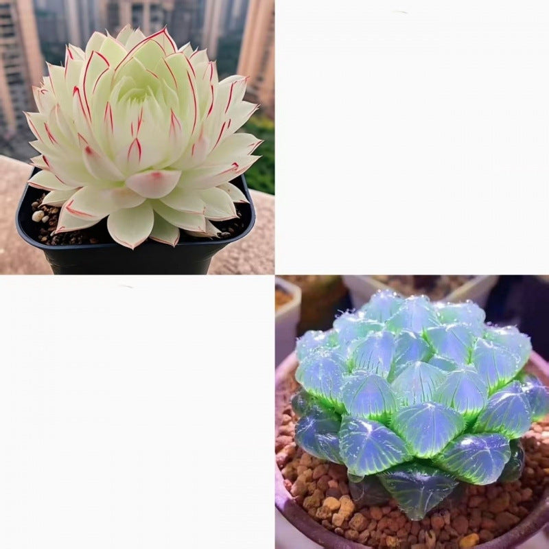 Jade Dew Succulent Variety Pack